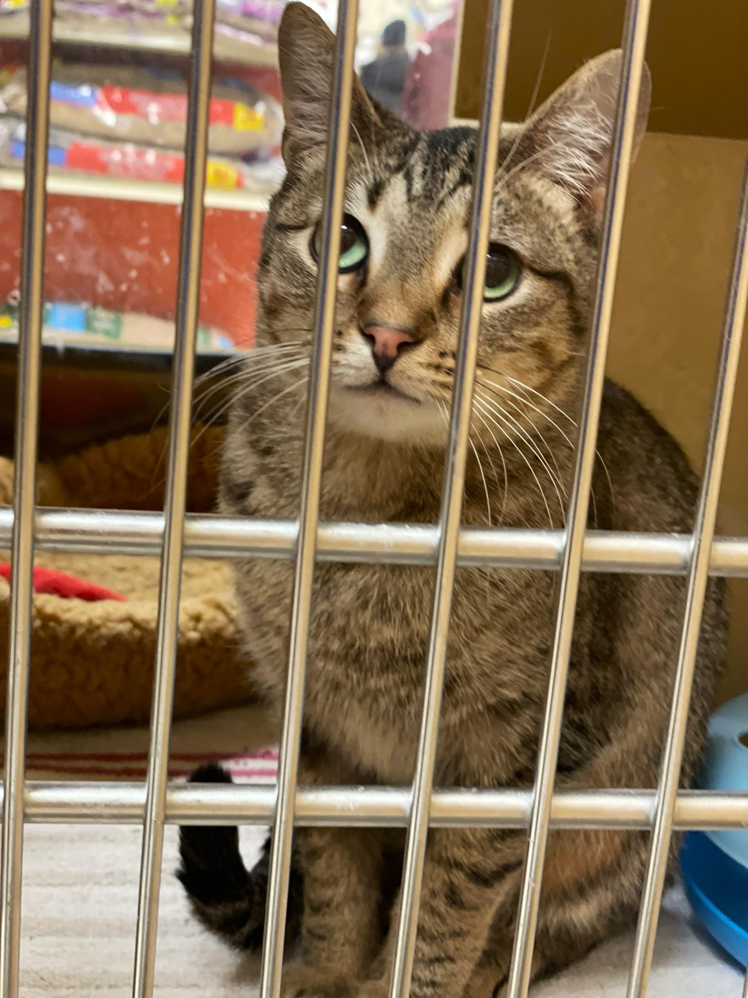 Myra, a Adoptable Tabby in Taylor, MI image 5/5