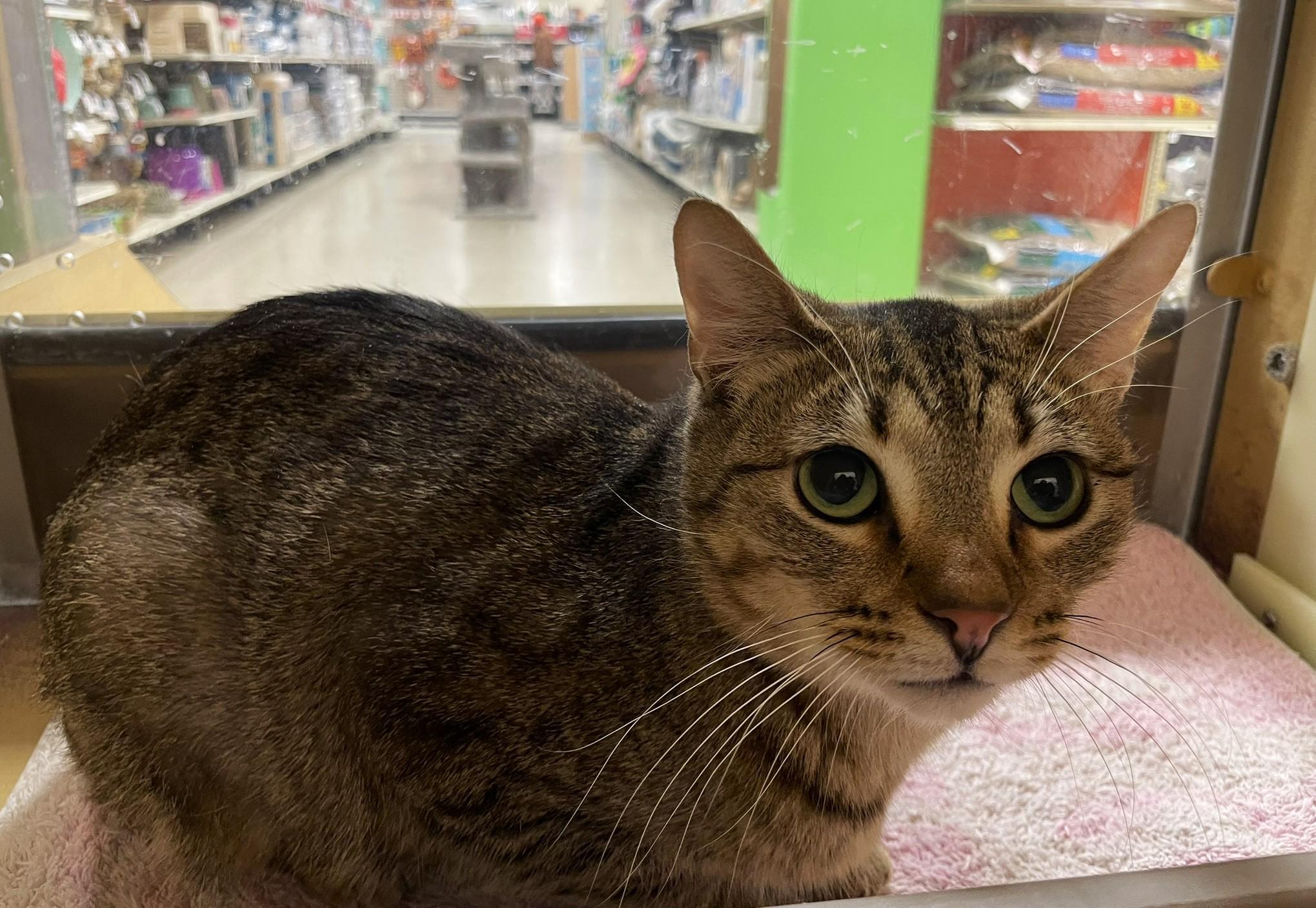 Myra, a Adoptable Tabby in Taylor, MI image 4/5