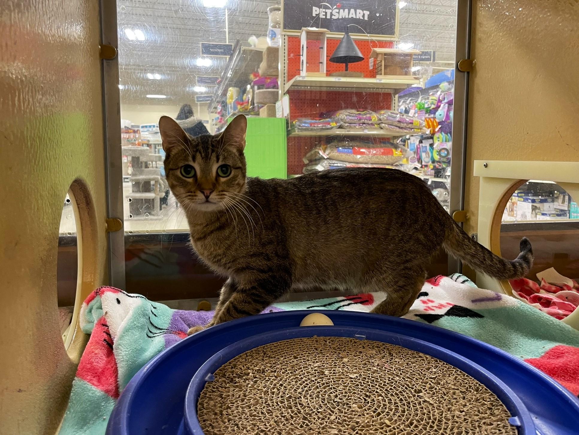 Myra, a Adoptable Tabby in Taylor, MI image 1/5