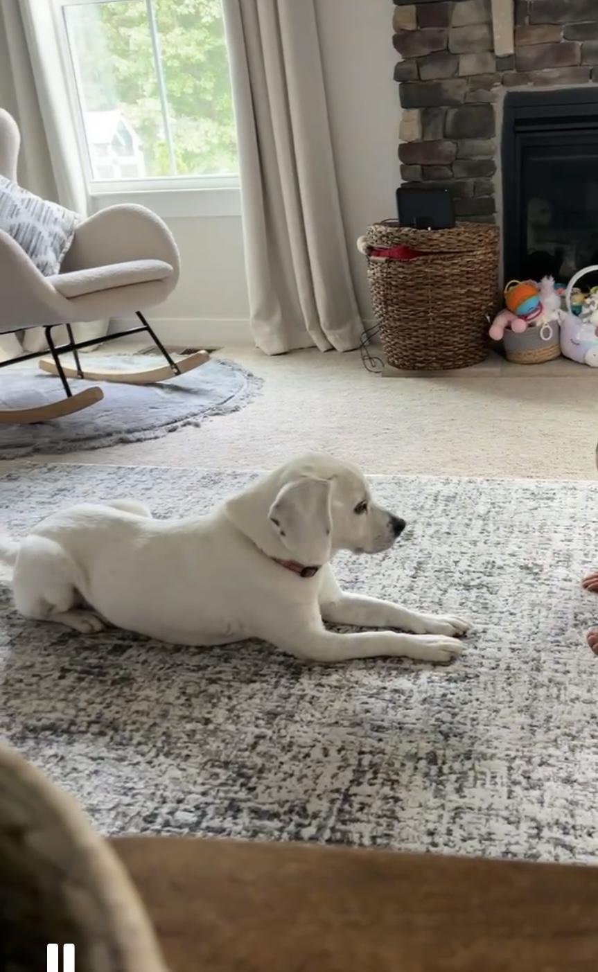 Enlarge Chester, a Adoptable mixed breed in Cincinnati, OH image 6/6