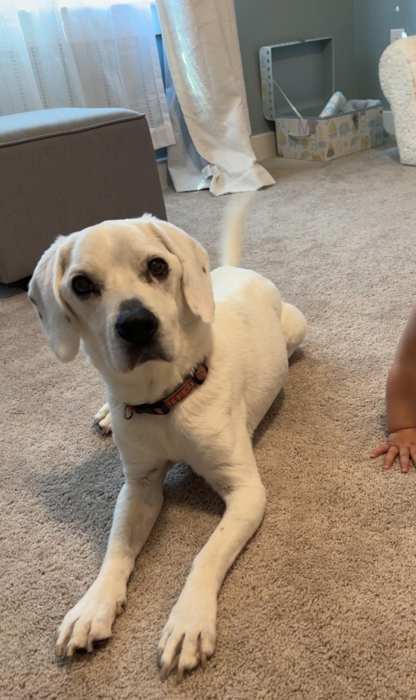 Enlarge Chester, a Adoptable mixed breed in Cincinnati, OH image 4/6