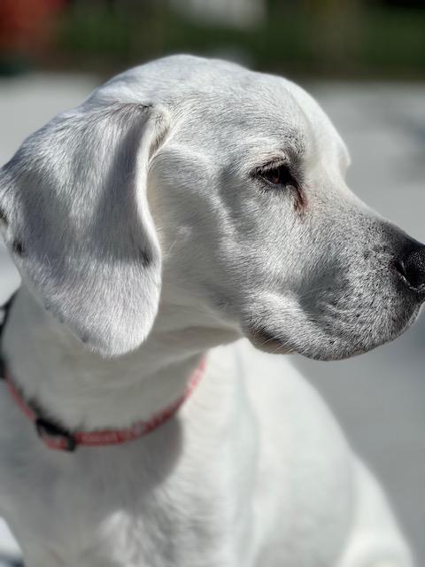 Chester, Adoptable, Adult Male Hound & Whippet.