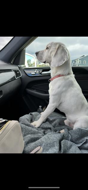 Enlarge Chester, a Adoptable mixed breed in Cincinnati, OH image 5/6