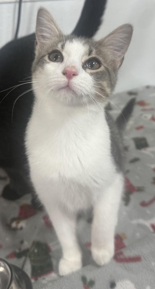 Yasu, Adoptable, Kitten Male Domestic Short Hair.