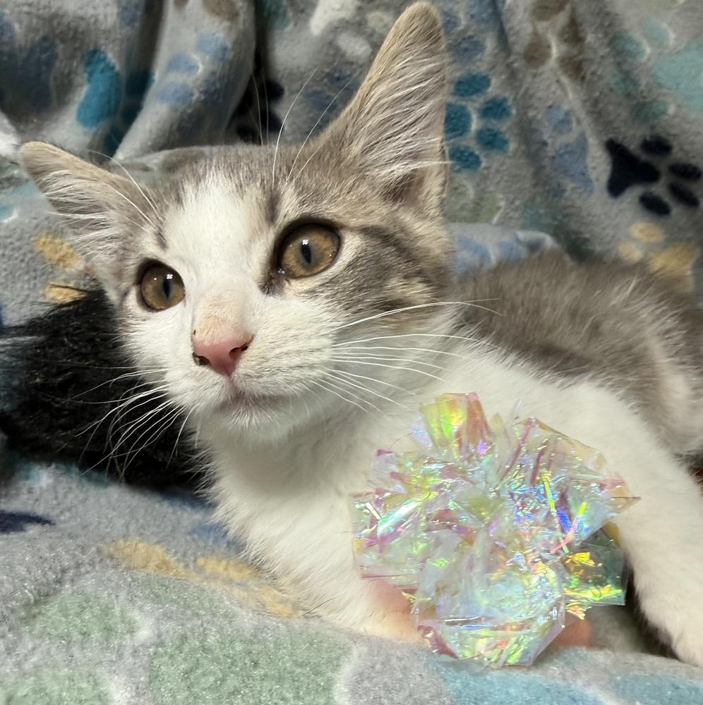 Enlarge Yasu, a Adoptable mixed breed in Jackson, GA image 2/6