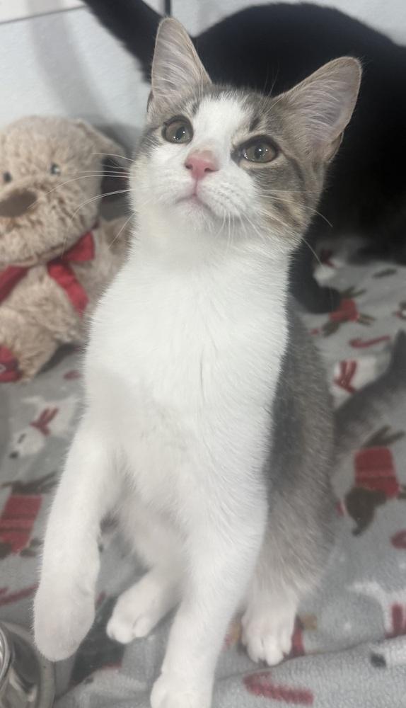 Enlarge Yasu, a Adoptable mixed breed in Jackson, GA image 4/6