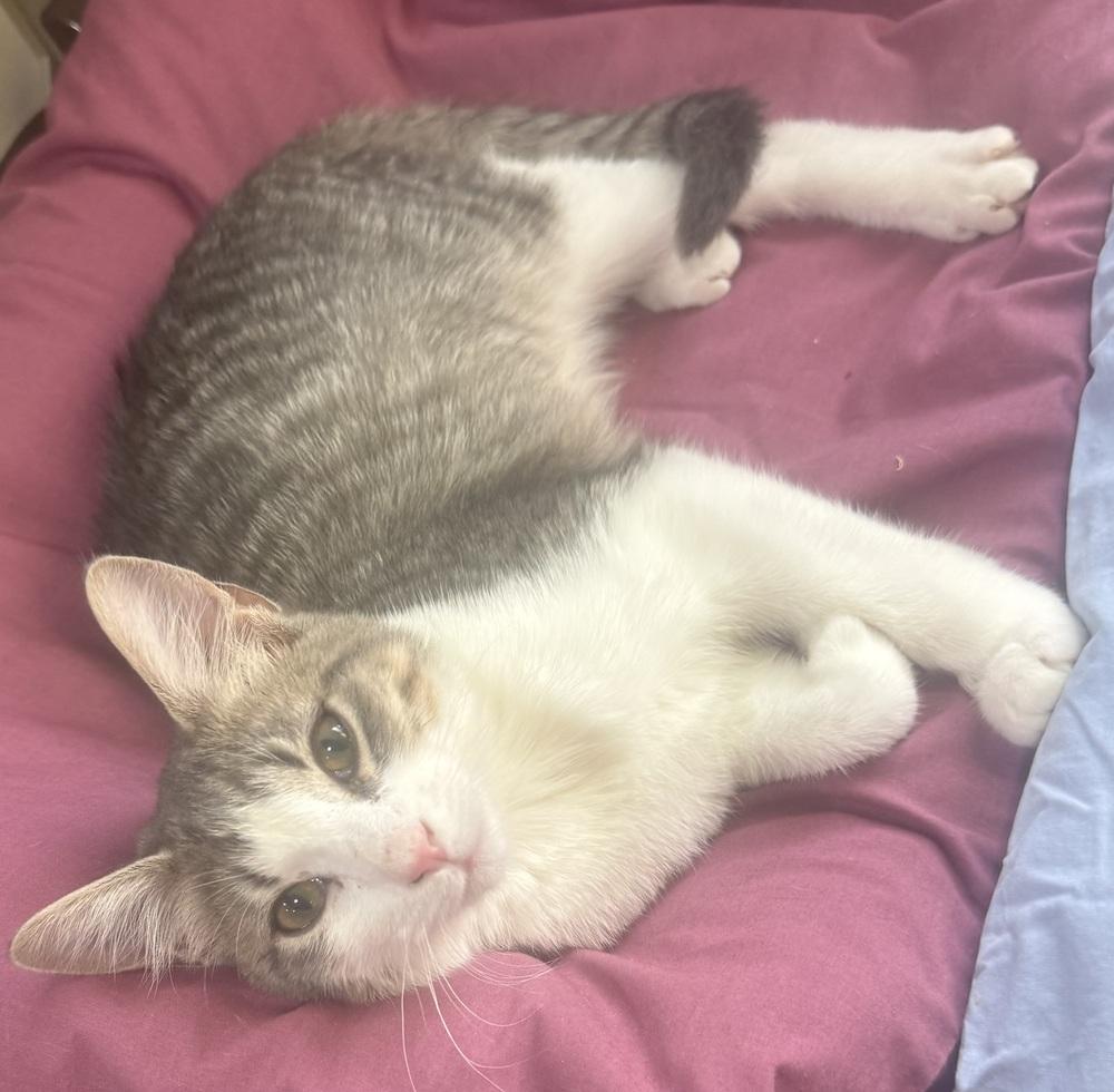 Enlarge Yasu, a Adoptable mixed breed in Jackson, GA image 5/6