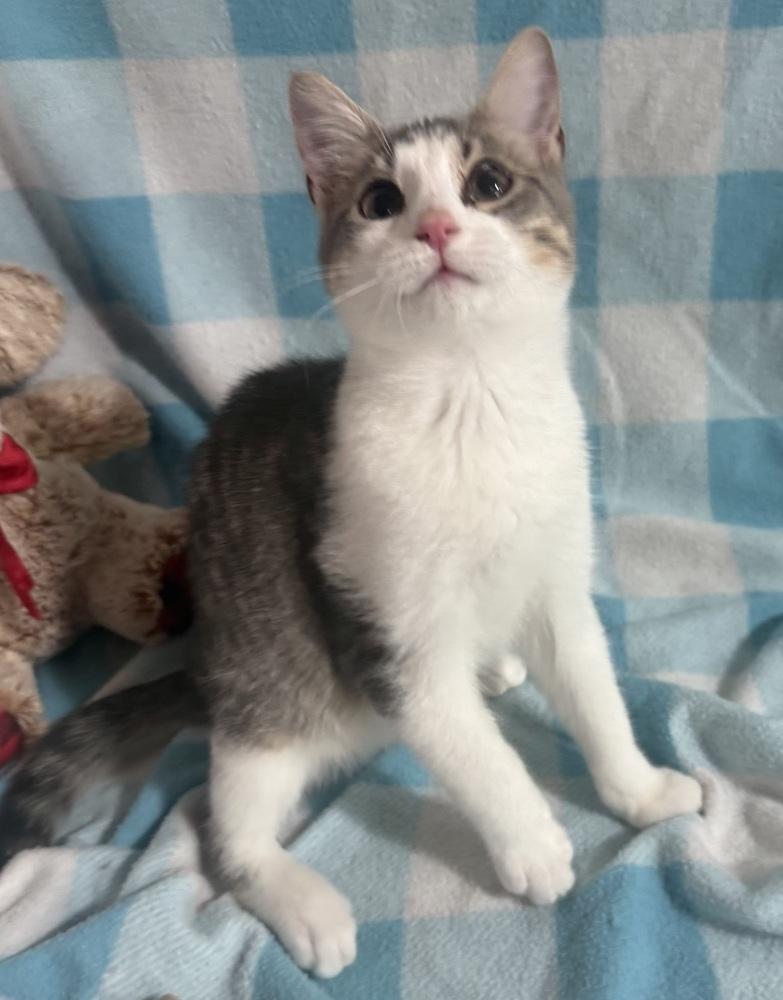 Enlarge Yasu, a Adoptable mixed breed in Jackson, GA image 6/6