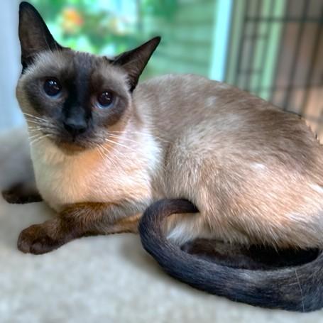 Kinnara  Super Seal thumbnail 2