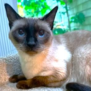 Kinnara  Super Seal photo 1