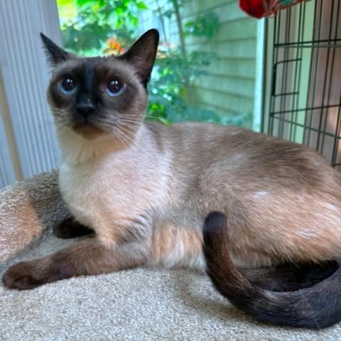 Kinnara  Super Seal thumbnail 3