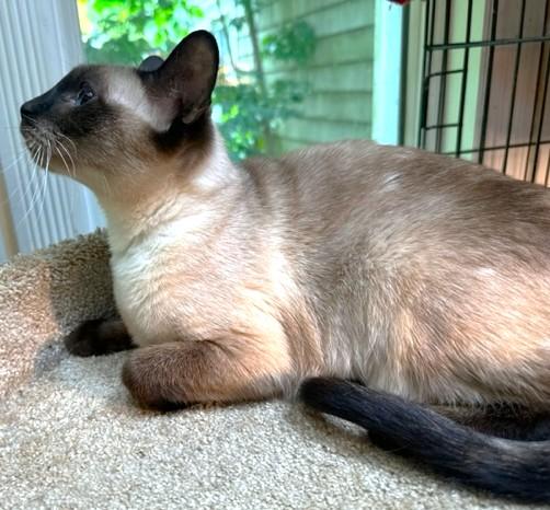 Kinnara  Super Seal thumbnail 4