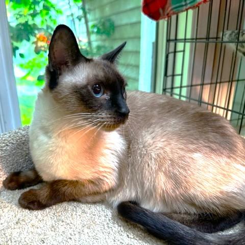 Kinnara  Super Seal thumbnail 6