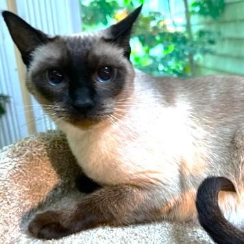 Kinnara  Super Seal thumbnail 5