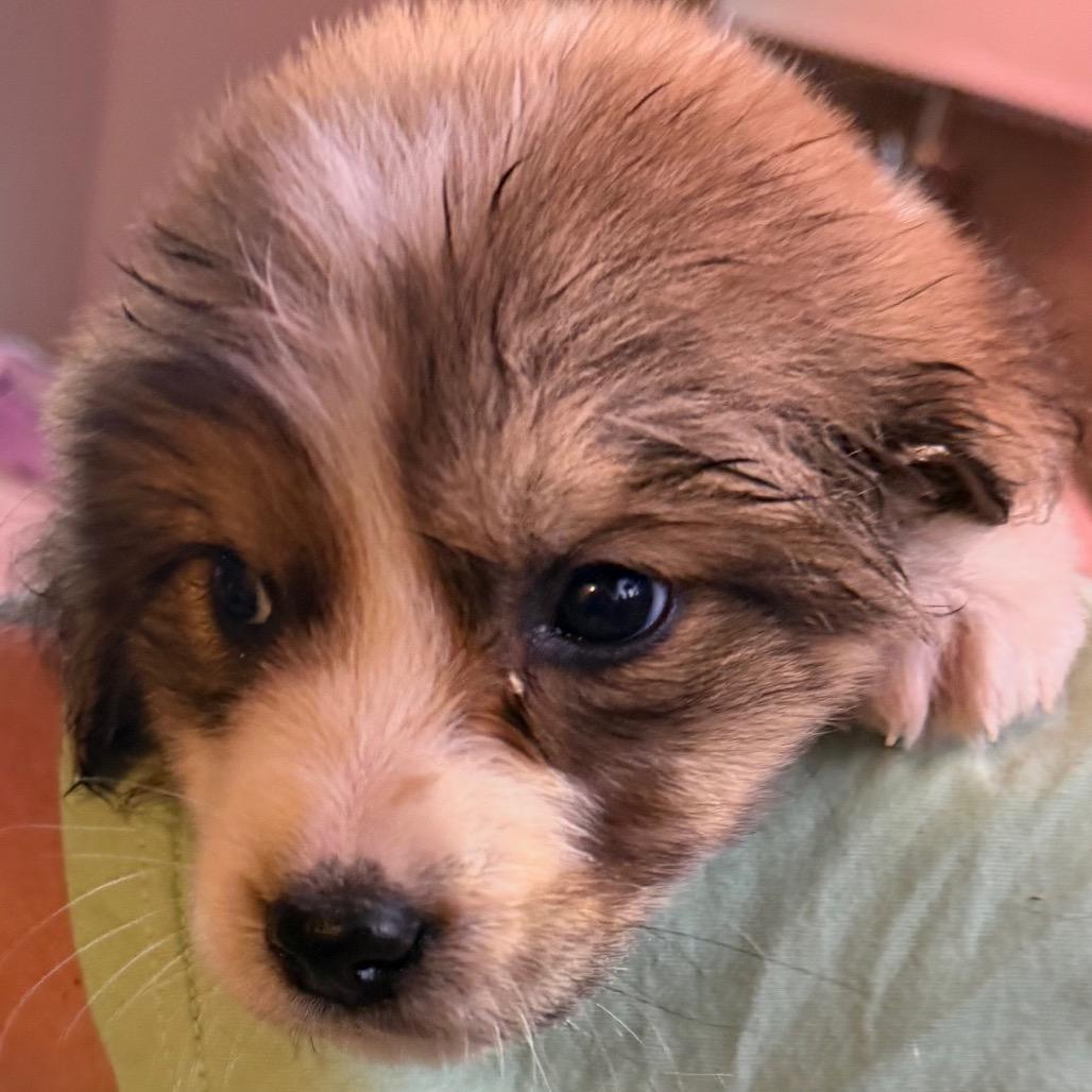 Dexter, Adoptable, Puppy Male Great Pyrenees.