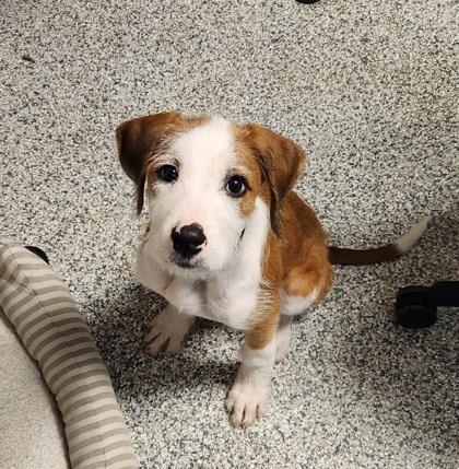 Tingy, a Adopted mixed breed in Blue Springs, MO image 1/3
