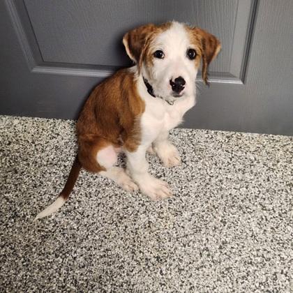 Tingy, a Adopted mixed breed in Blue Springs, MO image 2/3