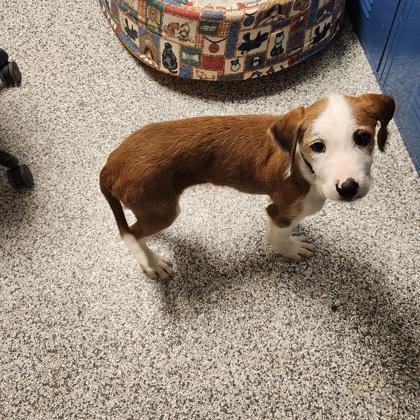 Tingy, a Adopted mixed breed in Blue Springs, MO image 3/3