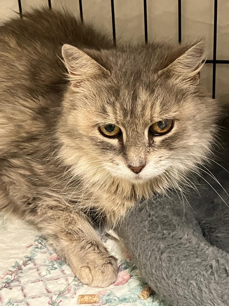 Lady, Adoptable, Adult Female Domestic Medium Hair.