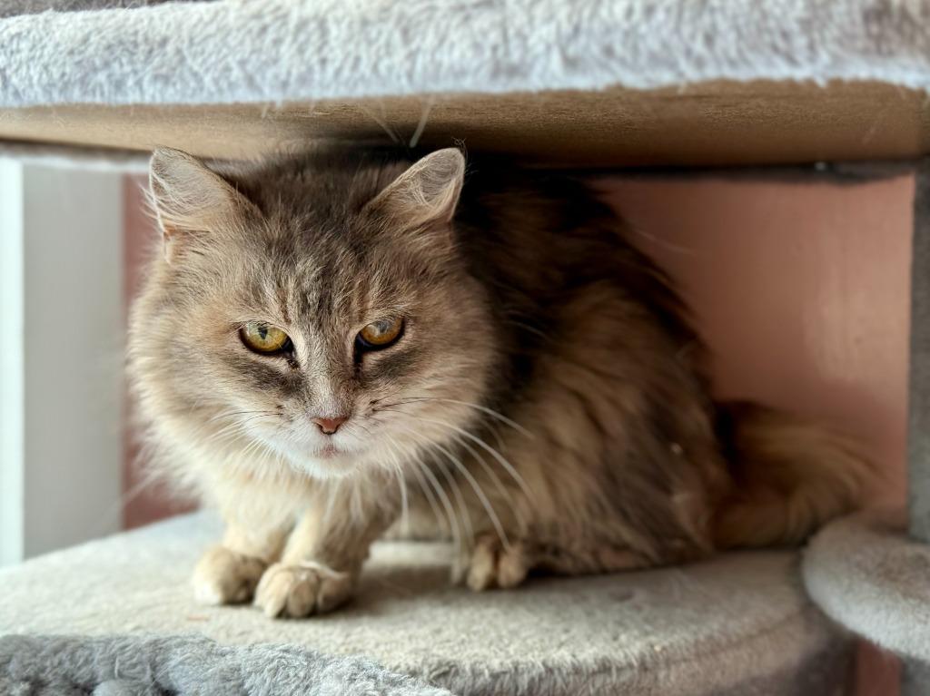 Enlarge Lady, a Adoptable mixed breed in Lunenburg, MA image 2/2