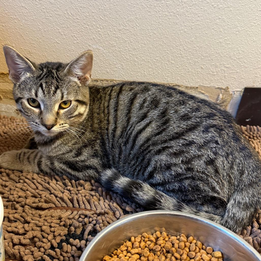 Ditto - Sweet boy, loves cats! Adopt $100, Adoptable, Adult Male Domestic Short Hair.