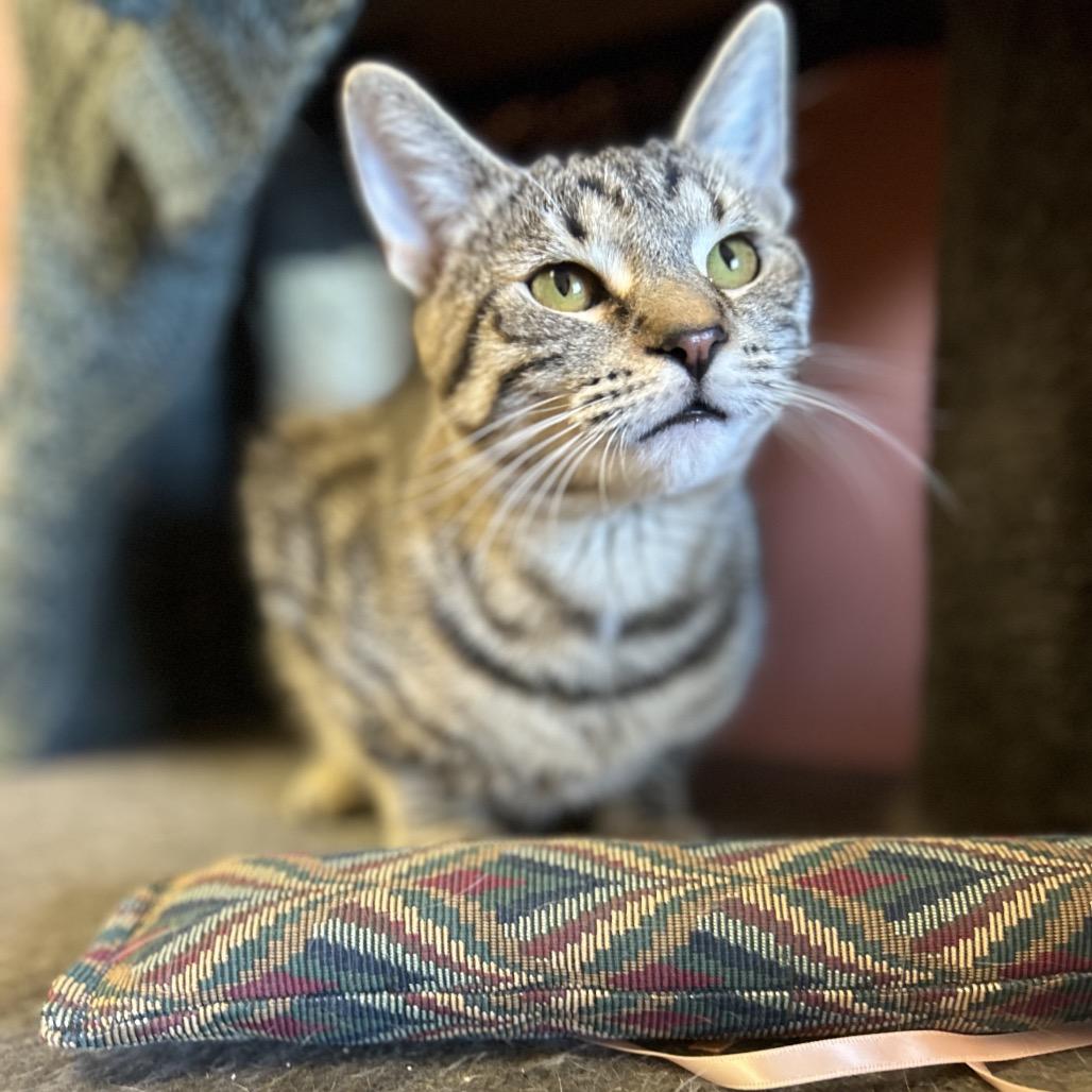 Ditto - Sweet boy, loves cats! Adopt $100, a Adoptable Domestic Short Hair in Flagstaff, AZ image 2/6