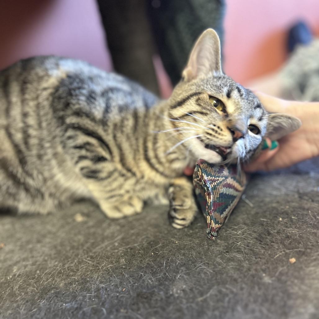 Ditto - Sweet boy, loves cats! Adopt $100, a Adoptable Domestic Short Hair in Flagstaff, AZ image 3/6