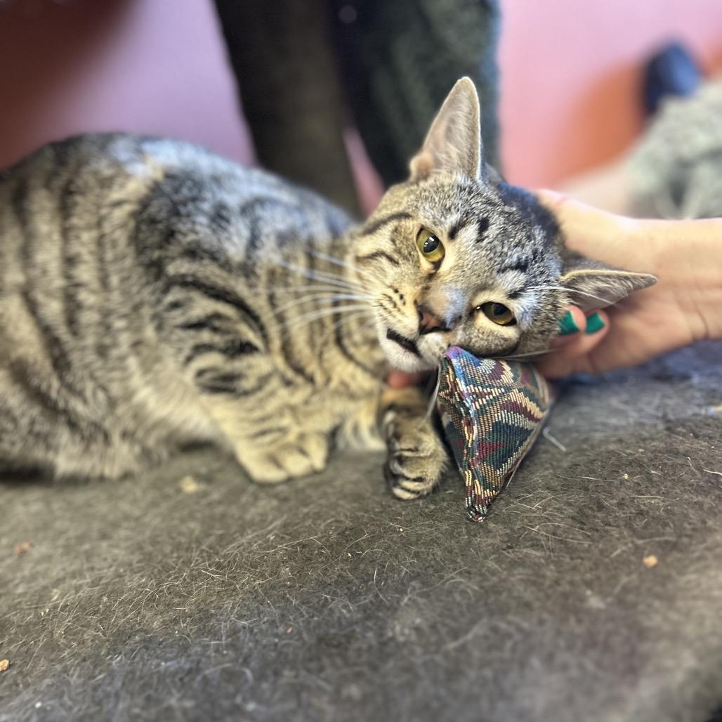 Ditto - Sweet boy, loves cats! Adopt $100, a Adoptable Domestic Short Hair in Flagstaff, AZ image 4/6