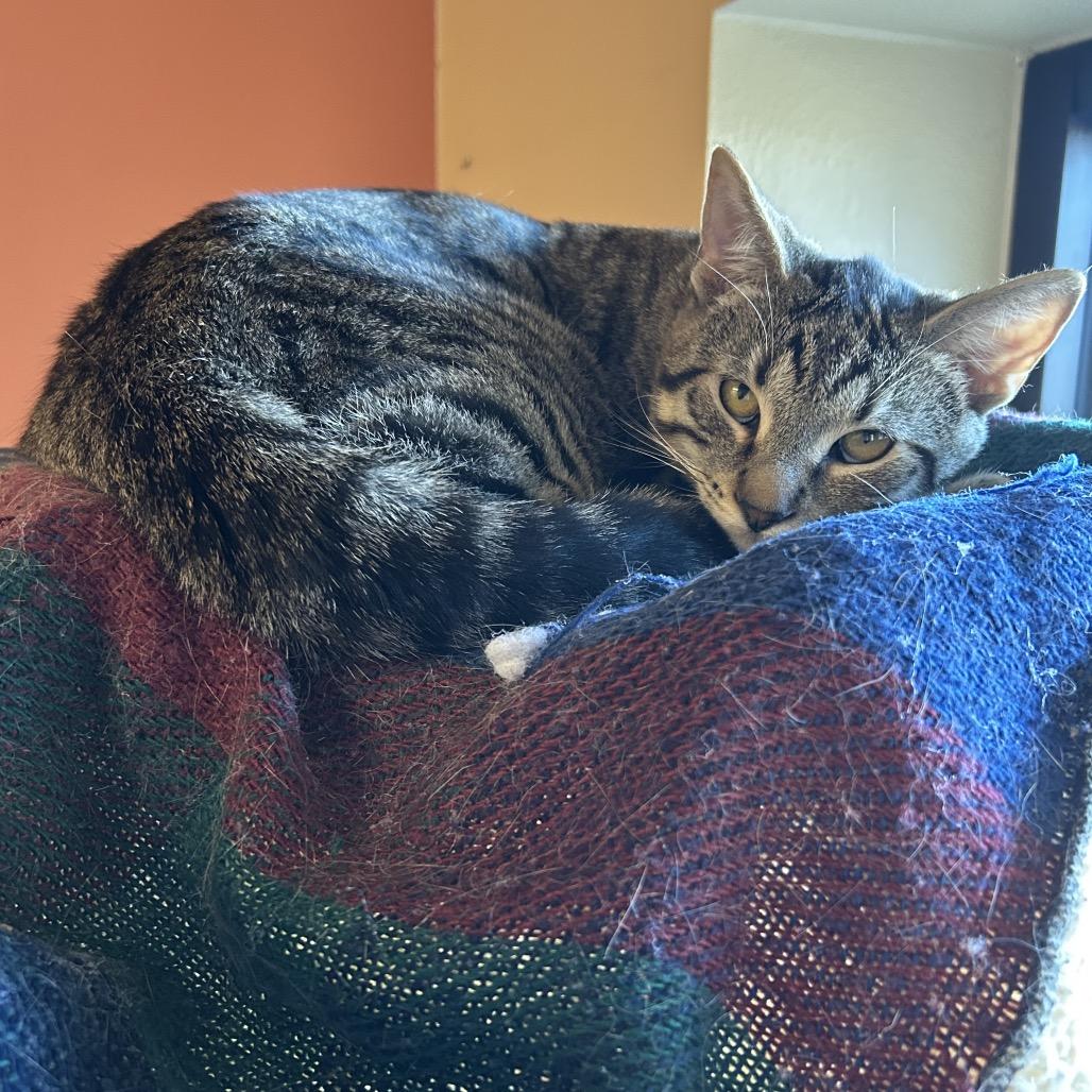 Ditto - Sweet boy, loves cats! Adopt $100, a Adoptable Domestic Short Hair in Flagstaff, AZ image 5/6