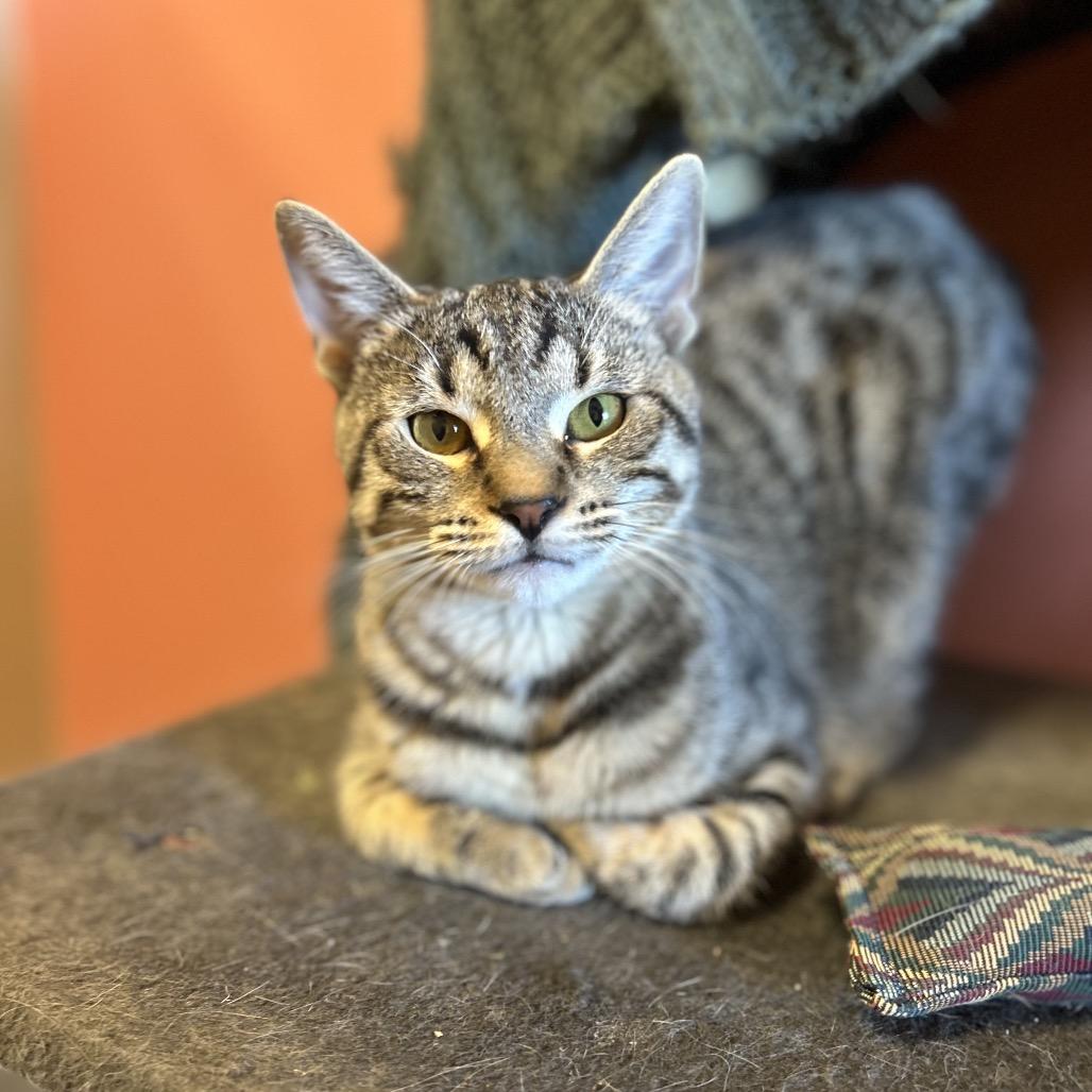Ditto - Sweet boy, loves cats! Adopt $100, a Adoptable Domestic Short Hair in Flagstaff, AZ image 6/6