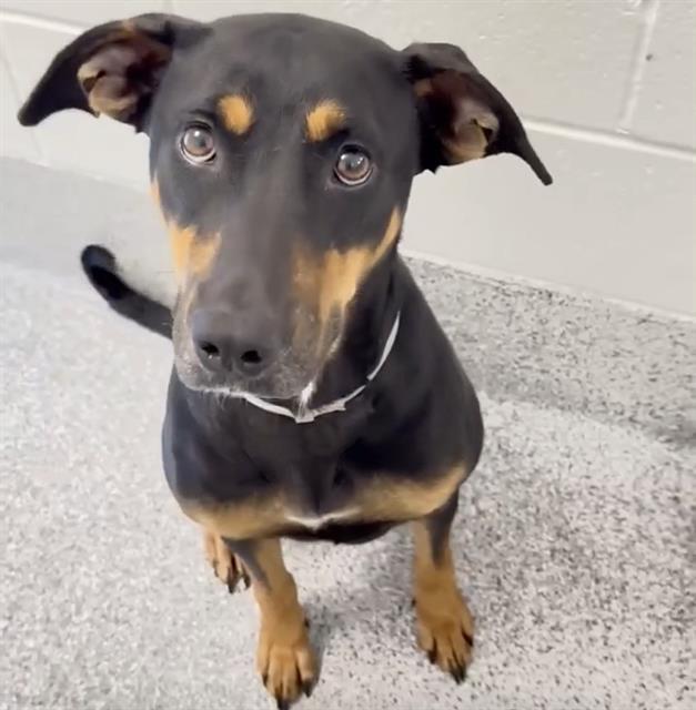 BUFFY, Adoptable, Young Female Doberman Pinscher.
