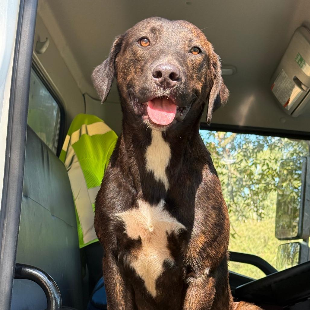 Blue, Adoptable, Young Male Mixed Breed.