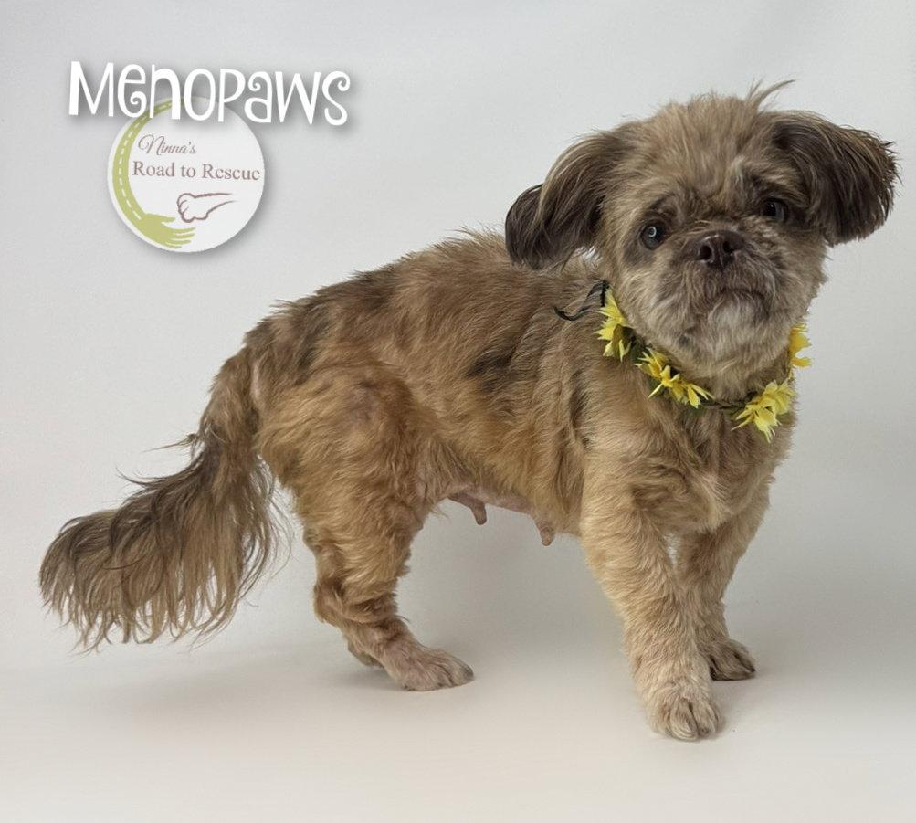 Menopaws intake, Adopted, Adult Female Shih Tzu.