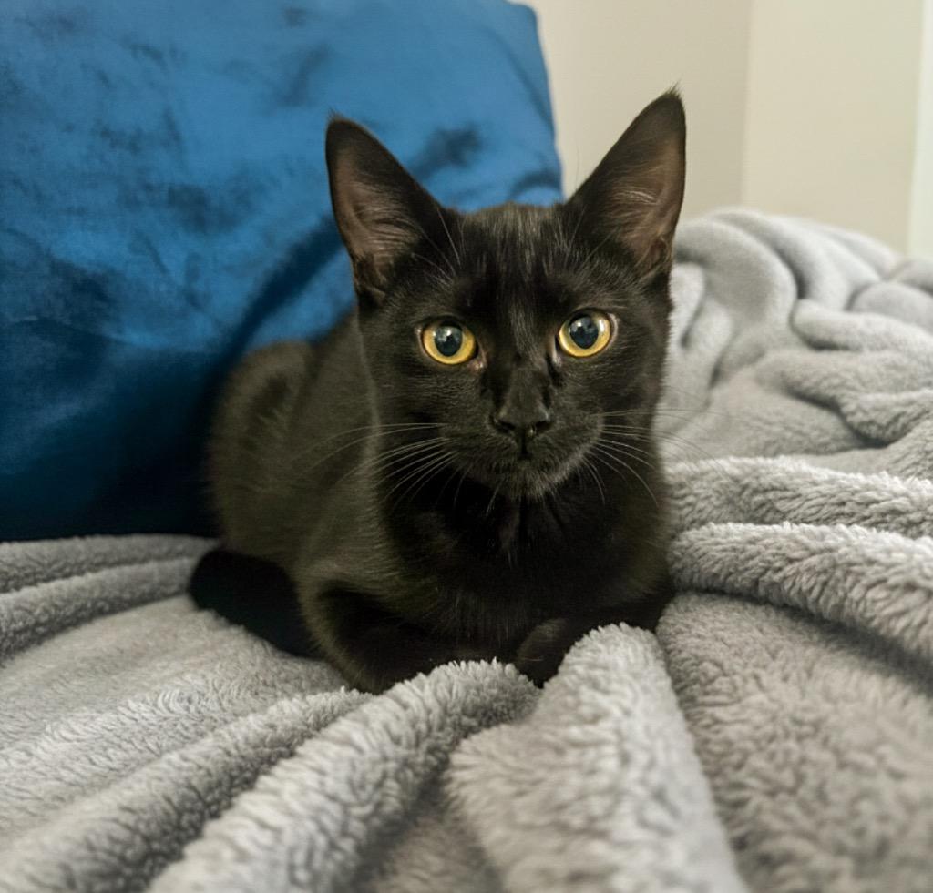 Enlarge Sparky, a Adoptable Domestic Short Hair in Vashon, WA image 1/1