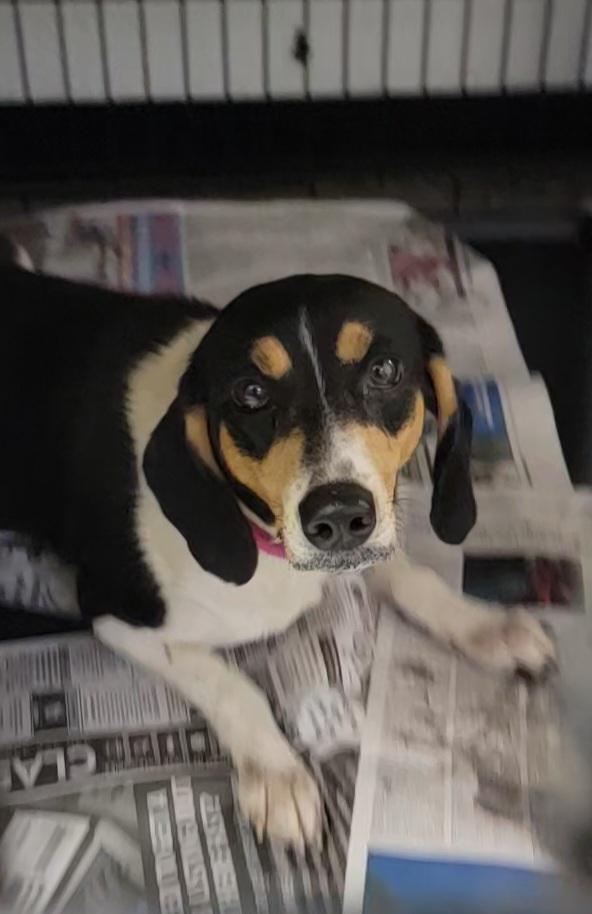 Enlarge Beans, a Adoptable Beagle in Salem, OH image 2/2