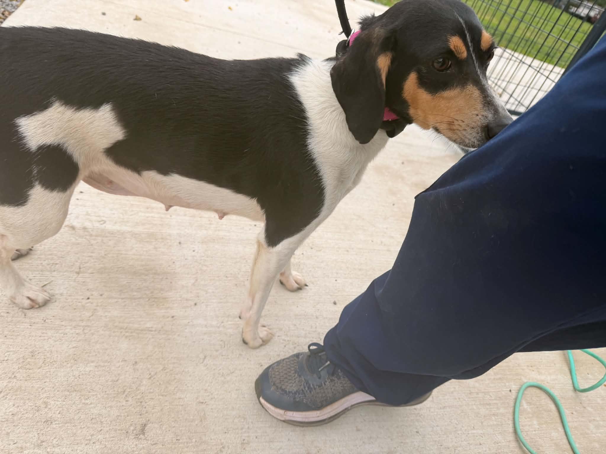 Beans, Adoptable, Adult Female Beagle.