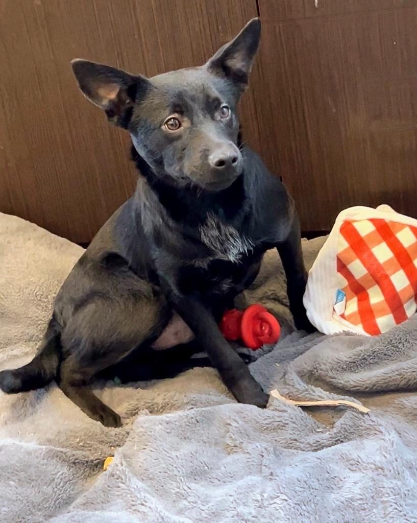 Enlarge TV Harmony 5/MOJO, a Adoptable mixed breed in Rome, GA image 1/1