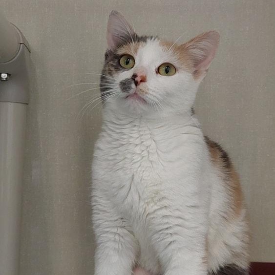 Diana, adoptable, Young Female Domestic Short Hair.