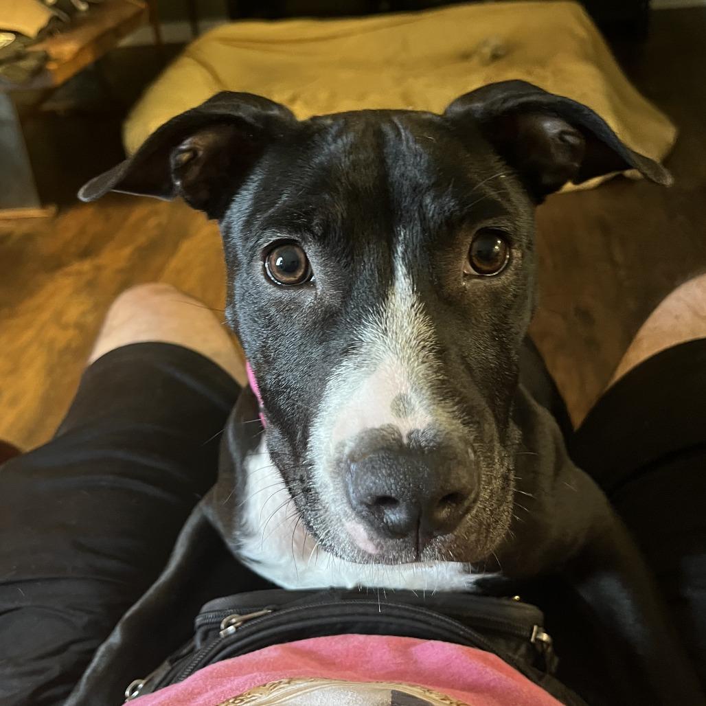 Twizzler, Adoptable, Young Female Mixed Breed.