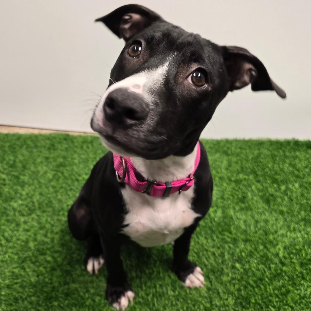 Twizzler, a Adoptable Mixed Breed in Columbia, MO image 2/6