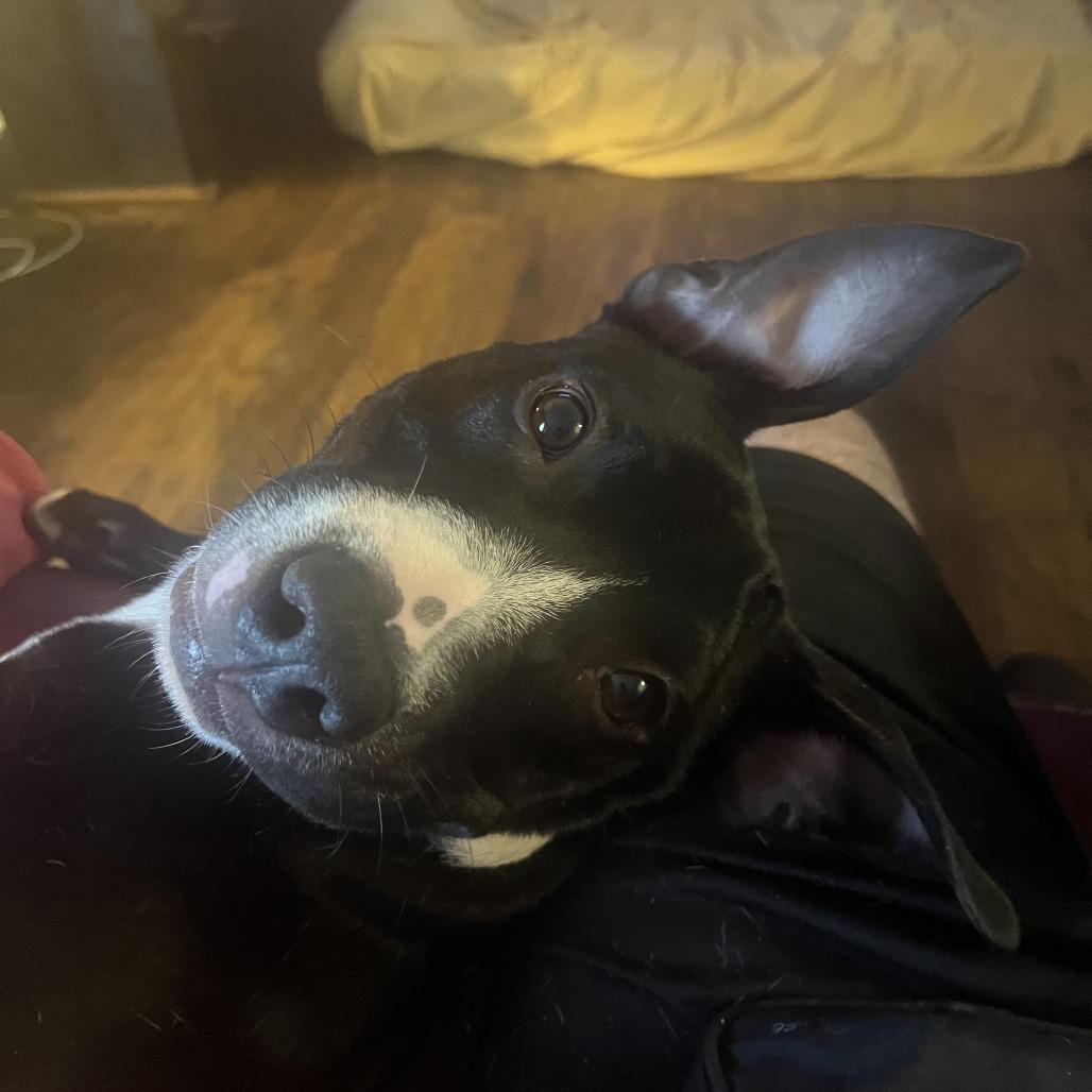 Twizzler, a Adoptable Mixed Breed in Columbia, MO image 5/6