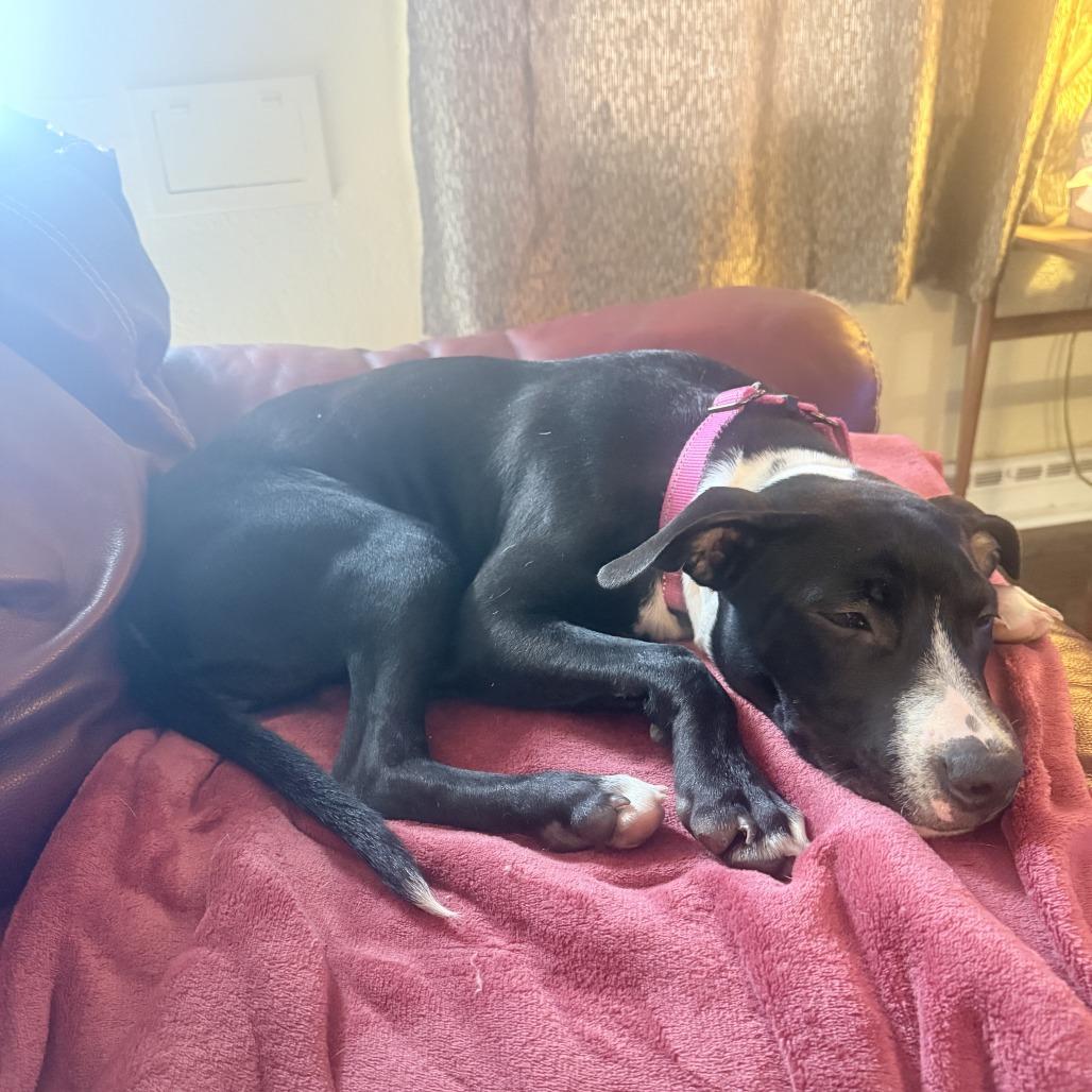 Twizzler, a Adoptable Mixed Breed in Columbia, MO image 6/6