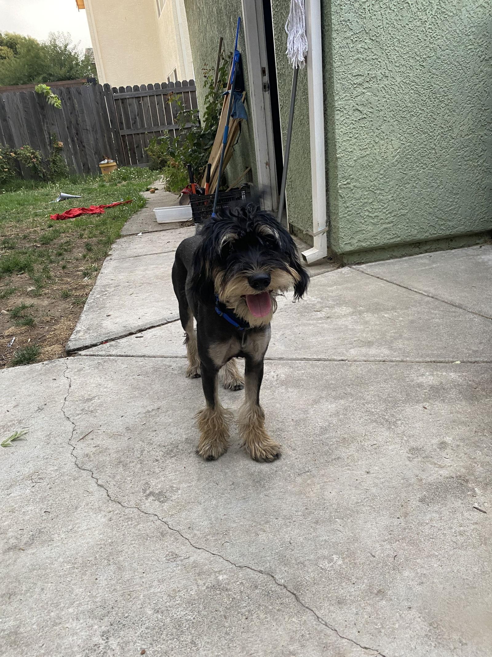 Coco and Guffy, Adoptable, Puppy Male Yorkshire Terrier & Golden Retriever.