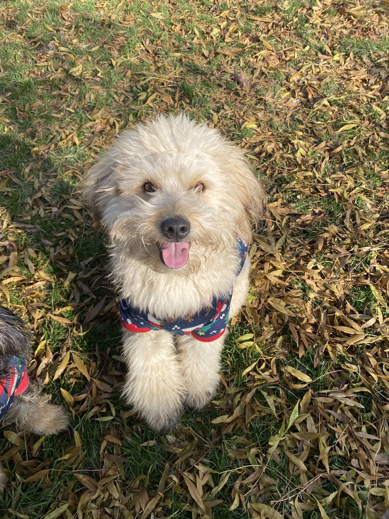 Enlarge Coco and Guffy, a Adoptable mixed breed in Woodland, CA image 2/2