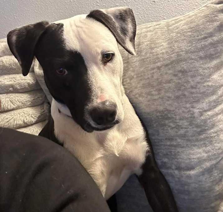 Oliver, Adoptable, Adult Male American Staffordshire Terrier.