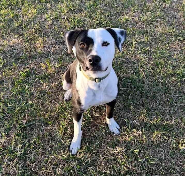 Enlarge Oliver, a Adoptable American Staffordshire Terrier in Inez, TX image 2/4