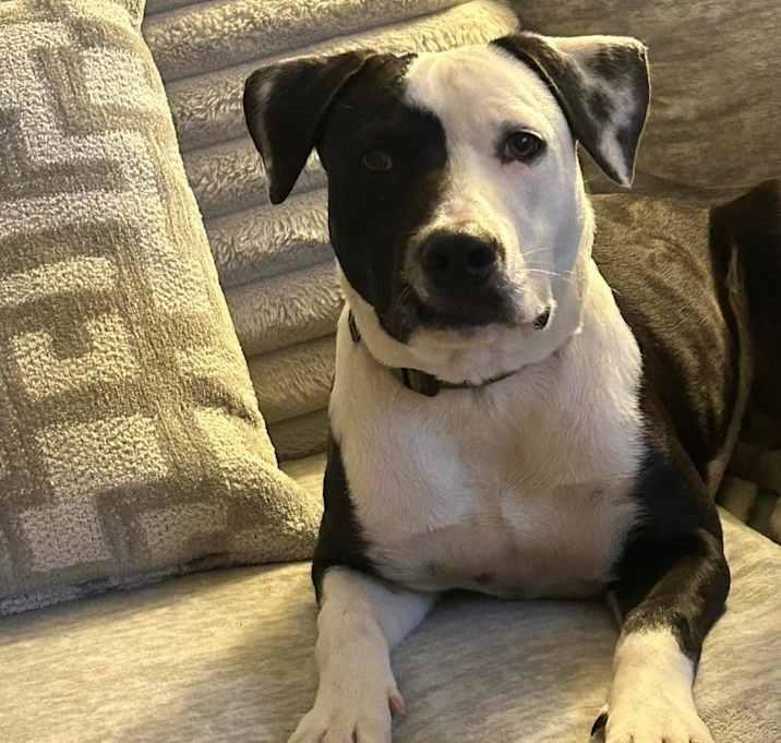 Enlarge Oliver, a Adoptable American Staffordshire Terrier in Inez, TX image 3/4