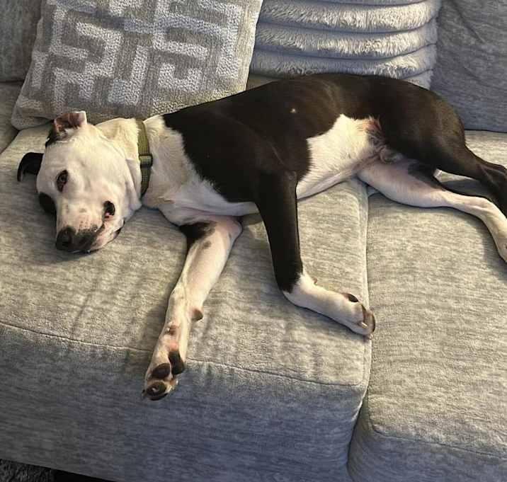 Enlarge Oliver, a Adoptable American Staffordshire Terrier in Inez, TX image 4/4