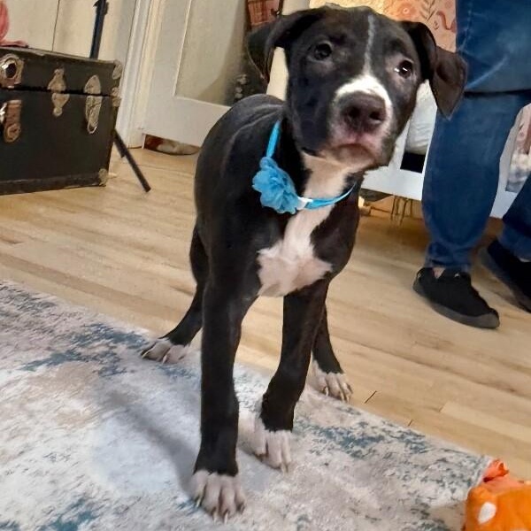 Wren Magnolia — thumbnail 3