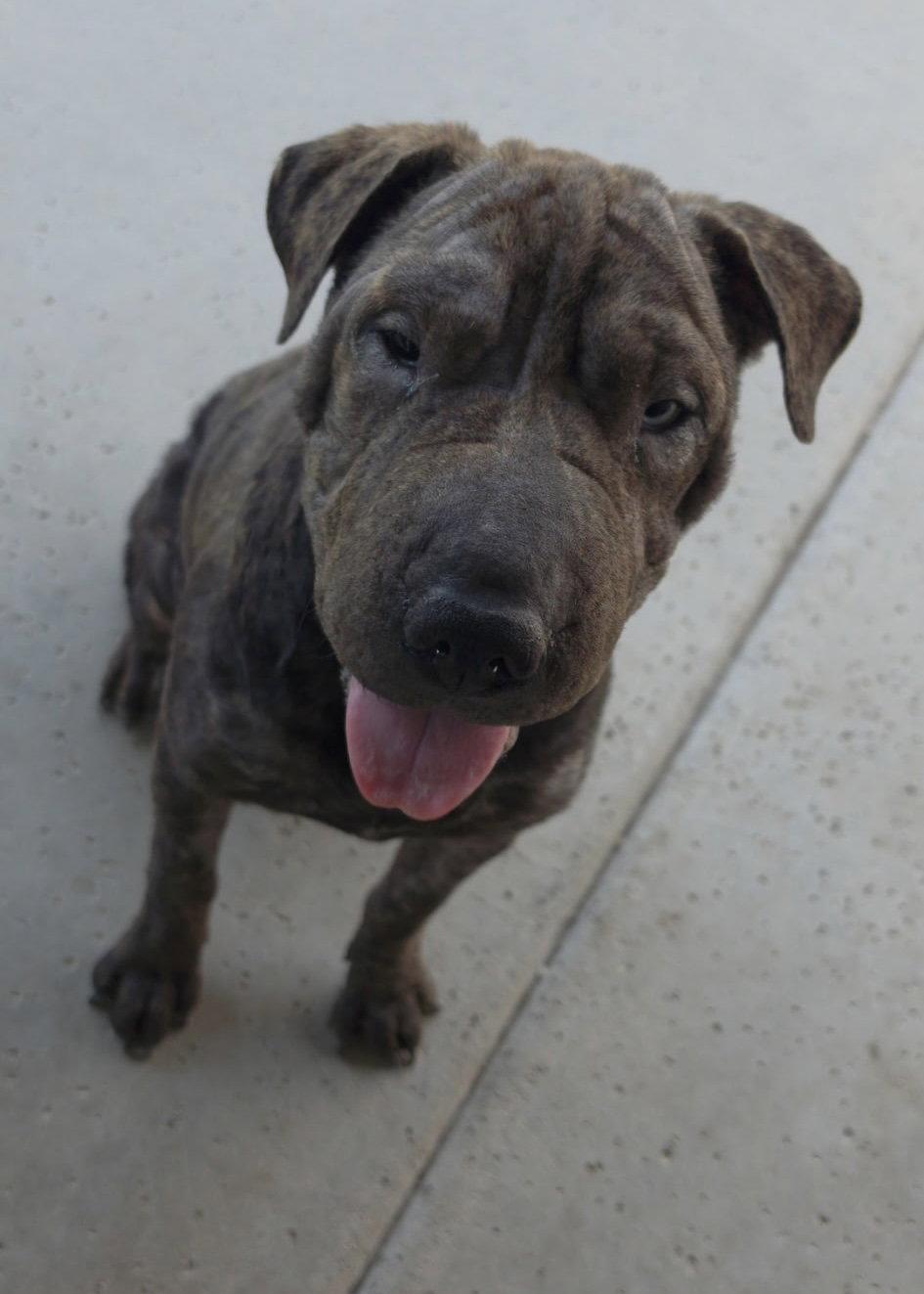 Dumpling, Adoptable, Adult Female Shar-Pei.